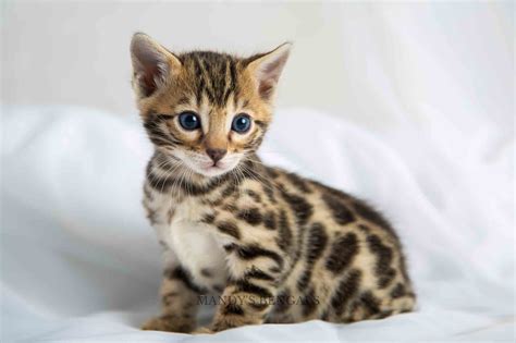 Looking For A Bengal Cat For Sale Find Bengal Breeders In Canada