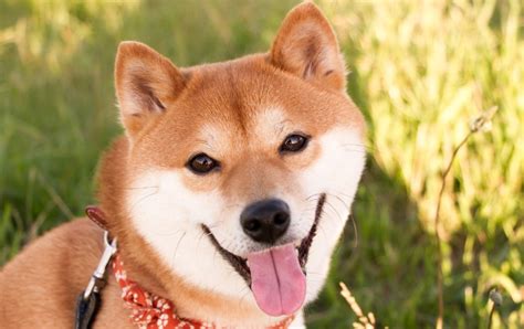 10 Japanese Dog Breeds