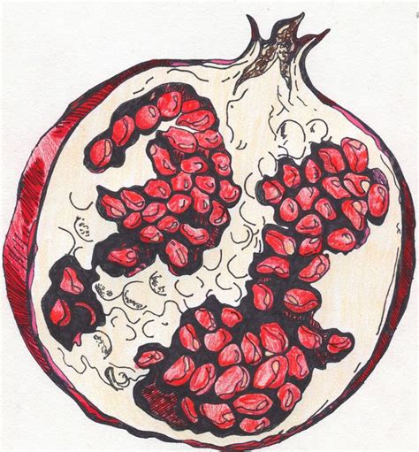Pomegranate Pomegranate Art Art Art Drawings