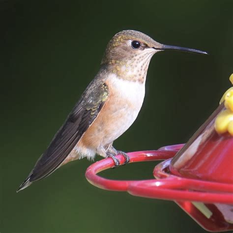 Hummingbirds Virginia Everything You Need To Know