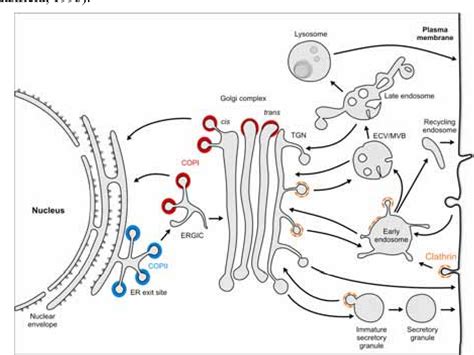 Figure 1 From Molecular And Cellular Mechanisms Behind Juvenile