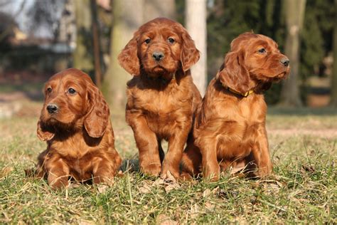 7 Interesting Facts About Irish Setters Greenfield Puppies