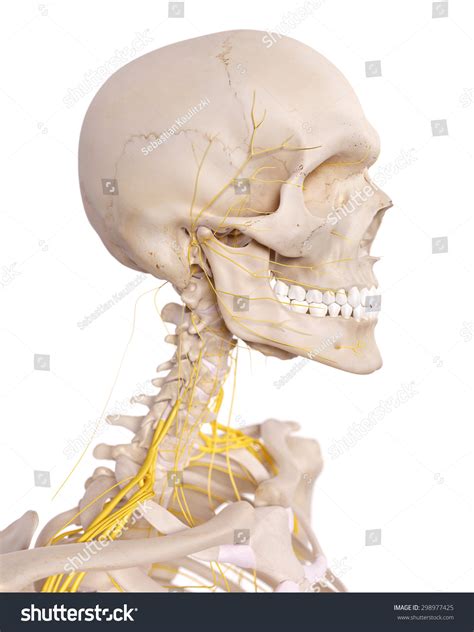 Medically Accurate Illustration Cervical Nerves Stock Illustration