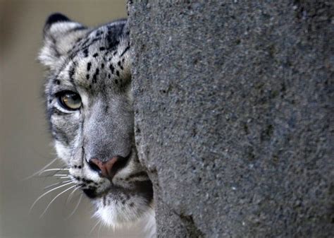 Snow Leopards Are No Longer Listed As Endangered Huffpost Australia