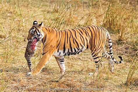 Tiger Carrying Whats Left Of A Leopard Rnatureismetal