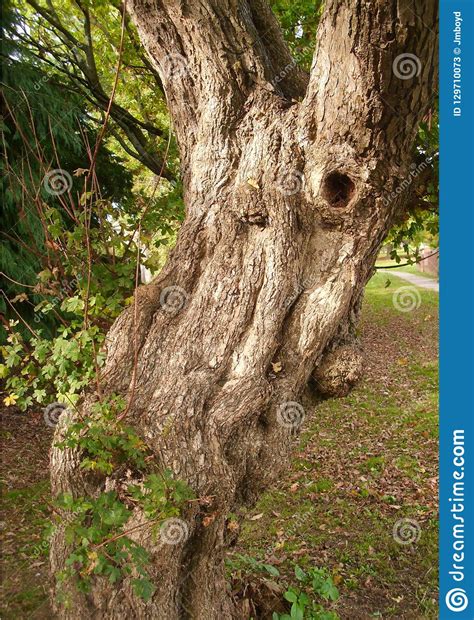 Tree Trunk That Looks Like A Face Stock Image Image Of Face View