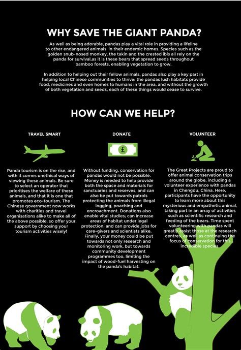 Panda Day Infographic The Great Projects