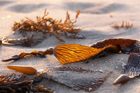 Health Benefits Of Brown Seaweed