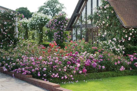 Please contact us direct with your requirements. David Austin rose centre | Beautiful gardens, Cottage garden