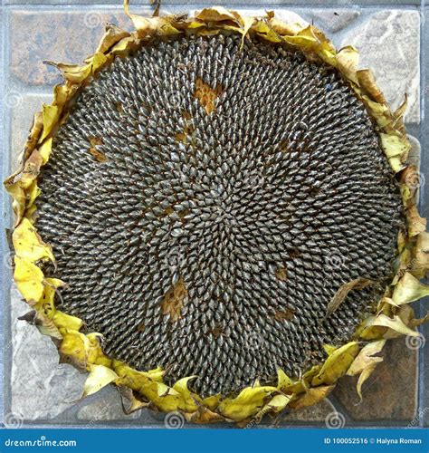 Sunflower Seeds On Flower Ready For Harvesting Stock Photo Image Of