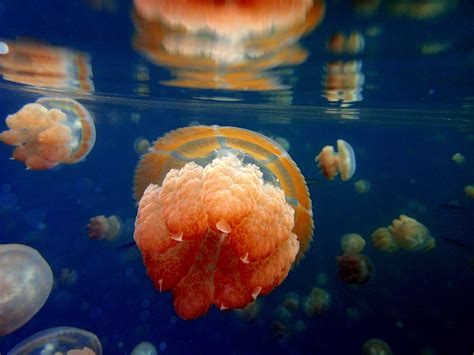 10 Thriving Sea Jellies Ocean Conservancy