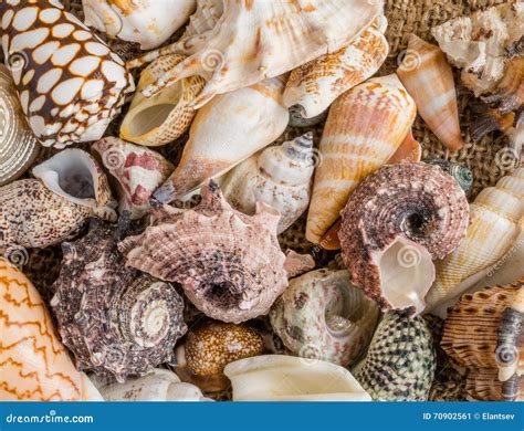 Seashell Background Lots Of Different Seashells Piled Together Stock