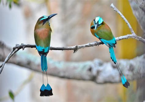 Most Beautiful Birds With Long Tails With Photos And Videos