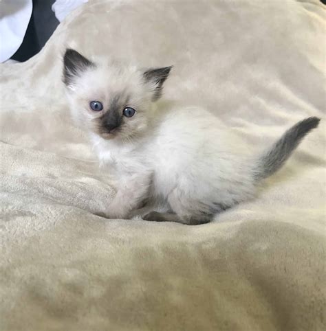 Ragdoll Kittens Available for Sale Now | Petclassifieds.com