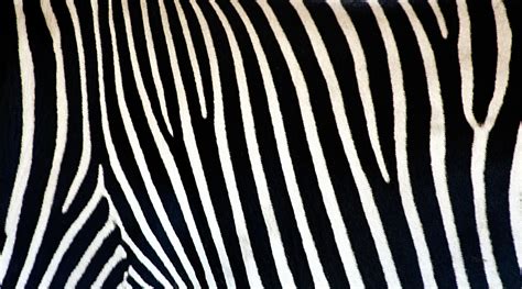 Zebra Pattern Wallpapers Wallpaper Cave