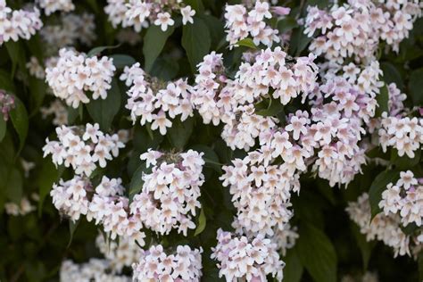 Kolkwitzia Amabilis Pink Cloud Beauty Bush