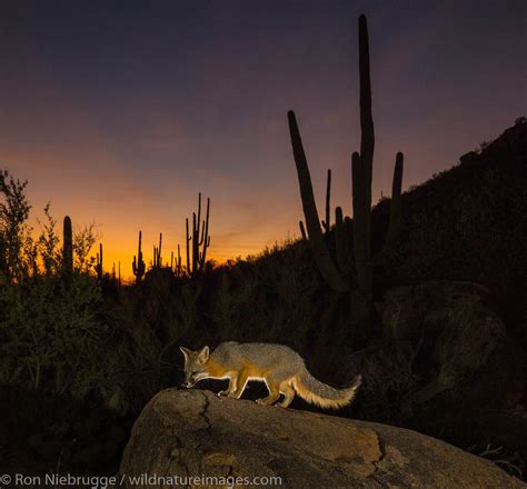 Gray Fox Tucson Arizona Ron Niebrugge Photography
