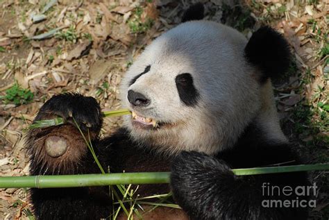 Cute Panda Bear With Very Sharp Teeth Eating Bamboo Photograph By