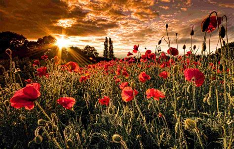 Poppy Fields Wallpapers High Quality Download Free