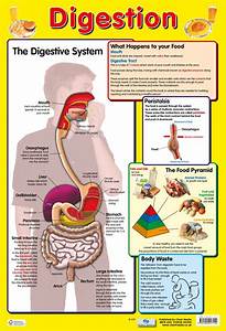 Posters Uk Digestive System Wholesale Healthy Body