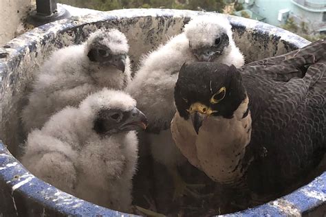 Rare Peregrine Falcon Pair Choose Perth Apartment As New Breeding