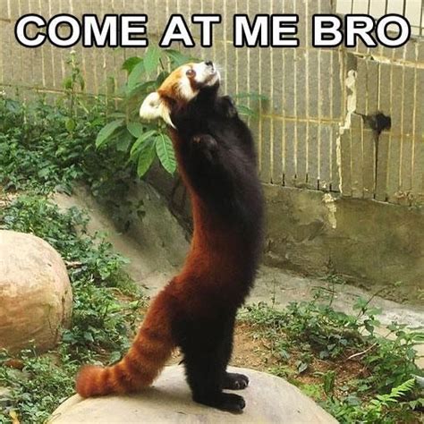 Please Follow Iloveredpandas Red Panda Meme Courtesy Of My Boyfriend