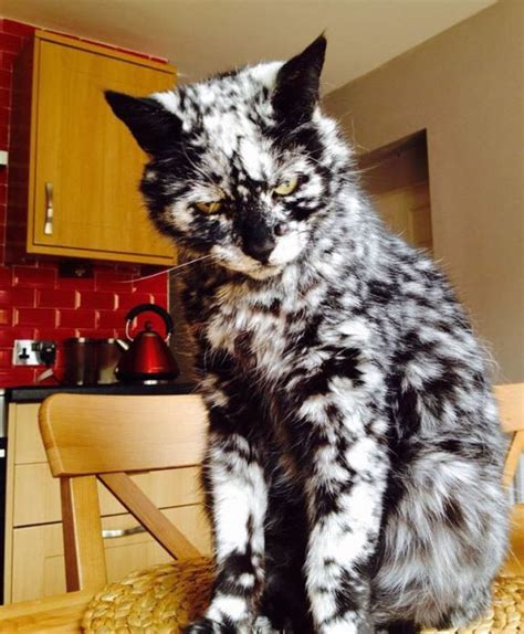 List 92 Images The Scariest Cat In The World Sharp