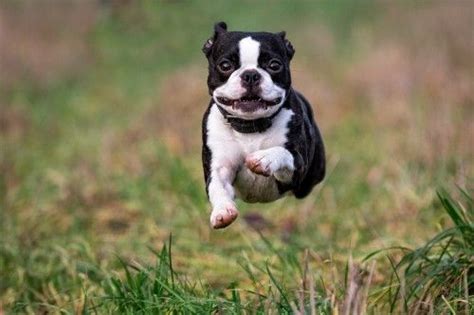 Smiling And Flying By Betina Hansen Boston Terrier Animals Dogs