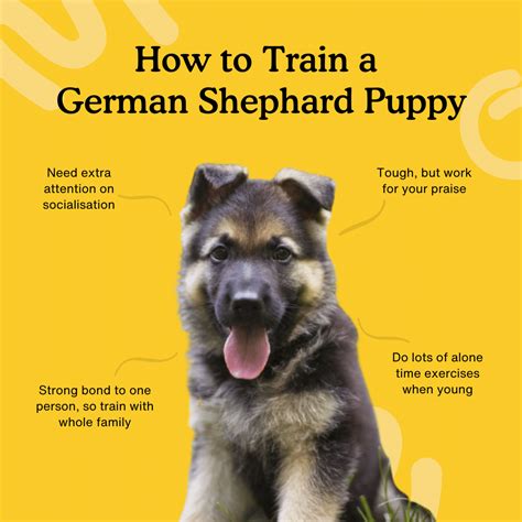 How To Train A German Shepherd Puppy The Ultimate Guide — Zigzag
