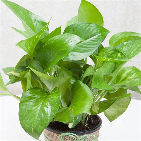 T Money Plant For Prosperity Tsendbuy Plants Ts Online