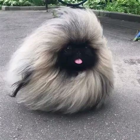 Have You Ever Seen What Is Basically A Long Haired Pug 😍 Credi