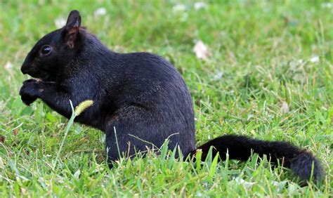 Wildlife Watching Wednesday The Rare Black Squirrel — Global Outdoors Blog
