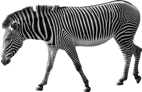Zebra Png Image Transparent Image Download Size 1725x1130px