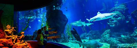 Siam Ocean World In Bangkok Thailand Tourism