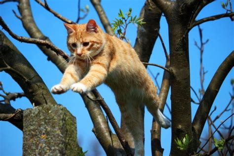 Are All Orange Cats Male Fascinating Facts Pet Keen