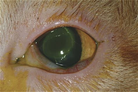 These ulcers are classified as either superficial or deep. Cornea | Veterian Key