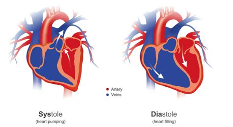 Cardiovascular Anatomy Basics Medictests