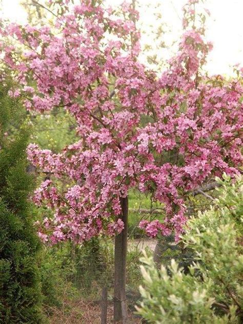 Jabłoń Purpurowa Malus × Purpurea Makowieckiana Centrum Ogrodnicze