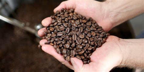 But to achieve coffee nirvana you need to know which are the best coffee beans. Chilling Coffee Beans Makes The Drink Taste Better - AskMen