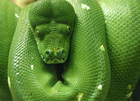 Green Tree Python Care Sheet Reptile Centre