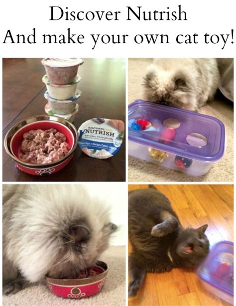 Even if you work from home, it is important to set aside some time to play with your cat. How to Make Your Own Cat Toy and Feed Your Cats Well With ...