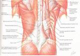 Pictures of Core Muscles And Their Functions