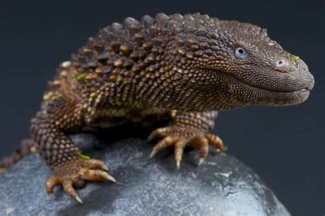 Earless Monitor Lizards Everything You Need To Know