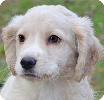 Find a golden retriever rescue near you. Preston | Adopted Puppy | Staunton, VA | Golden Retriever ...
