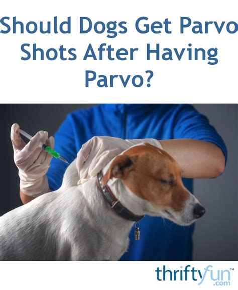 Will my puppy get parvo if i socialize her? Should Dogs Get Parvo Shots After Having Parvo? | ThriftyFun