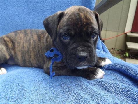 Beautiful fawn and flashy fawn boxer puppies for sale. AKC Boxer puppies for sale for Sale in Ripley, Tennessee ...