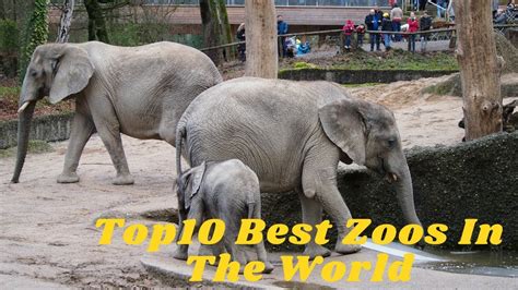 Top10 Best Zoos In The World Youtube