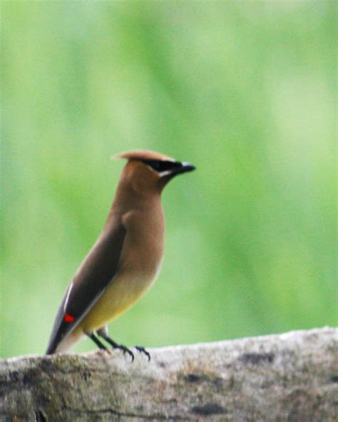 Cedar Waxwing Marlborough Larry Hess Ct 7 05 07 Audubon Everglades