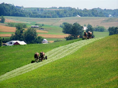 Amish Farmers Working In The Fields In Holmes Countyohio