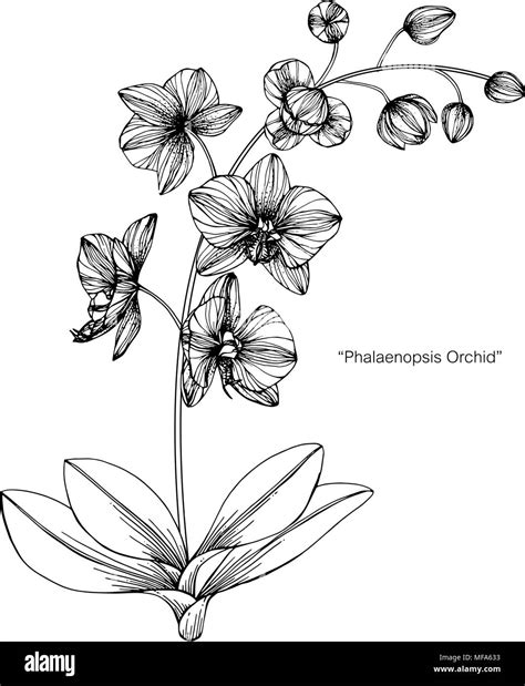 Orchid Flower Drawing Illustration Black And White With Line Art On